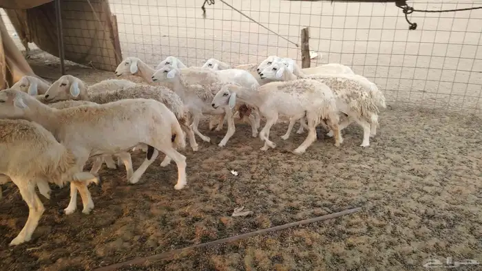 غنم حريات طيبه العدد 15 تحتها واحد 3