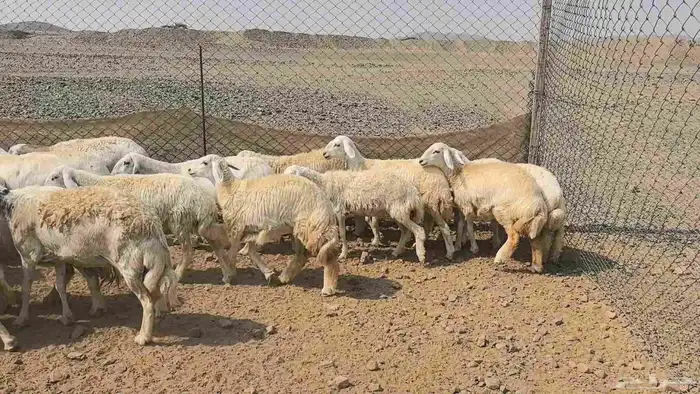 35 ضان حريات دفيع ومضاريع 22