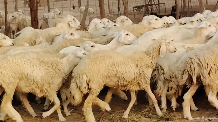 غنم حريه مراح 78رأس دفيع ومضاريع ضان طيبه بالحيل 31