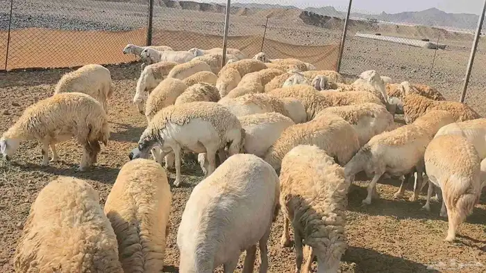 50 ضان حريت حرش منوة القناي 0