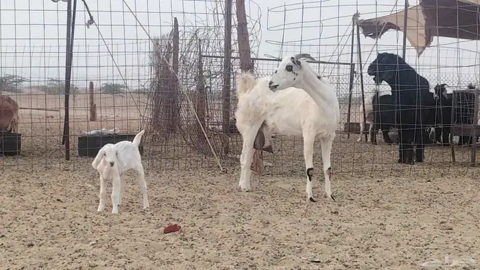 عنز خلفه تحتها تيس 9