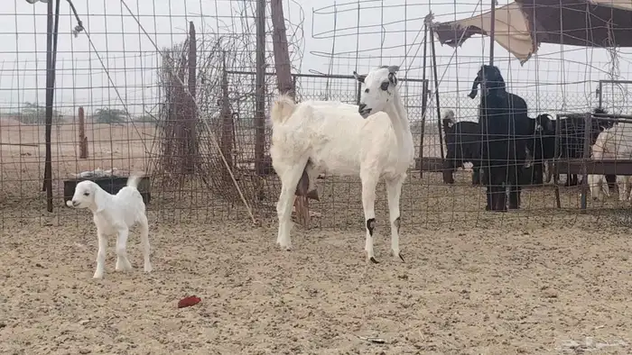 عنز خلفه تحتها تيس 3