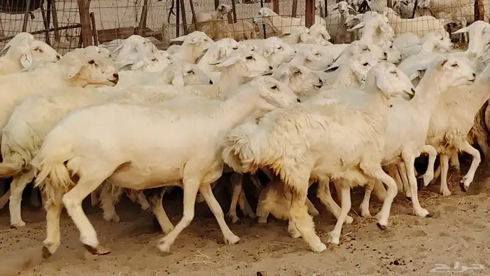 غنم حريه مراح 78رأس دفيع ومضاريع ضان طيبه بالحيل 10