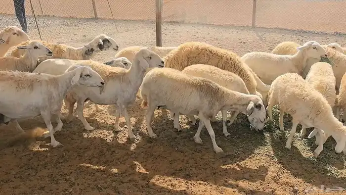 35 ضان حريات دفيع ومضاريع 2