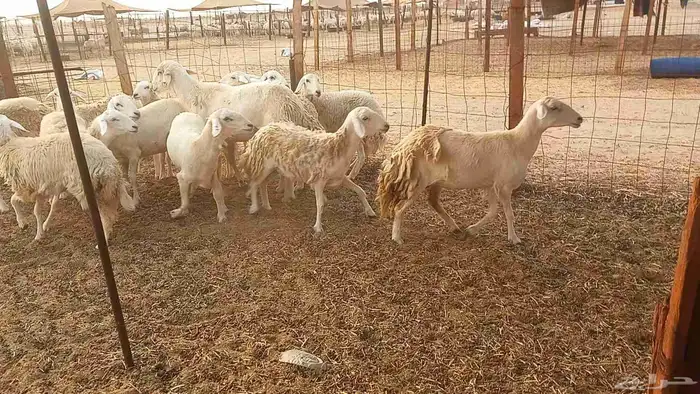 أعرض لكم غنم رخال ماشاء الله العدد 13بي الفحل طيبه كلها تناي 8