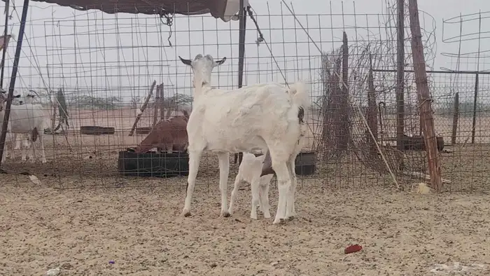 عنز خلفه تحتها تيس 2