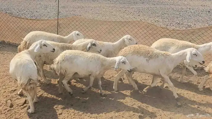 35 ضان حريات دفيع ومضاريع 27