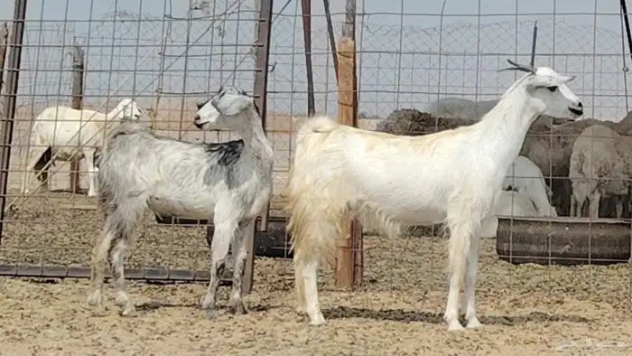 معزه للبيع 2 3