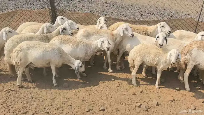 35 ضان حريات دفيع ومضاريع 29