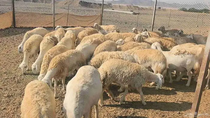 50 ضان حريت حرش منوة القناي 1