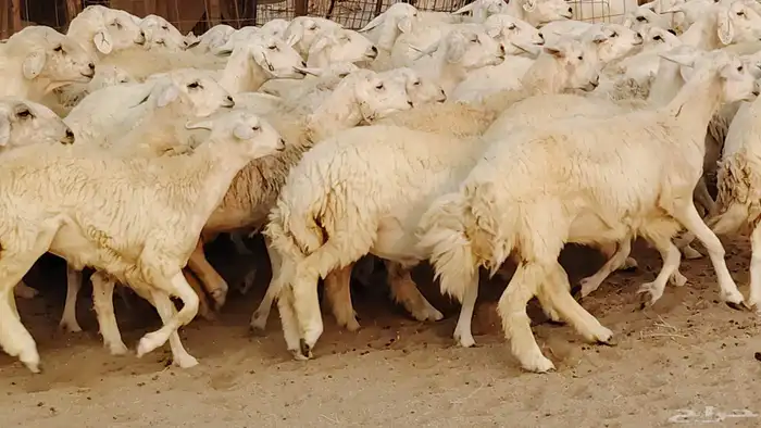 غنم حريه مراح 78رأس دفيع ومضاريع ضان طيبه بالحيل 12