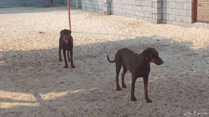 كلاب دوبر مان 0