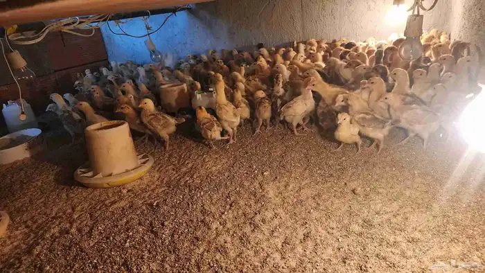 صوص تركي للبيع العدد حول 300 حبه العمر 15 يوم 0