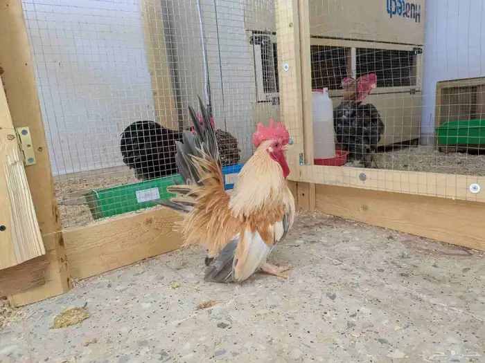 دجاج جبنيز الزاحف مستوى رائع جدا 4