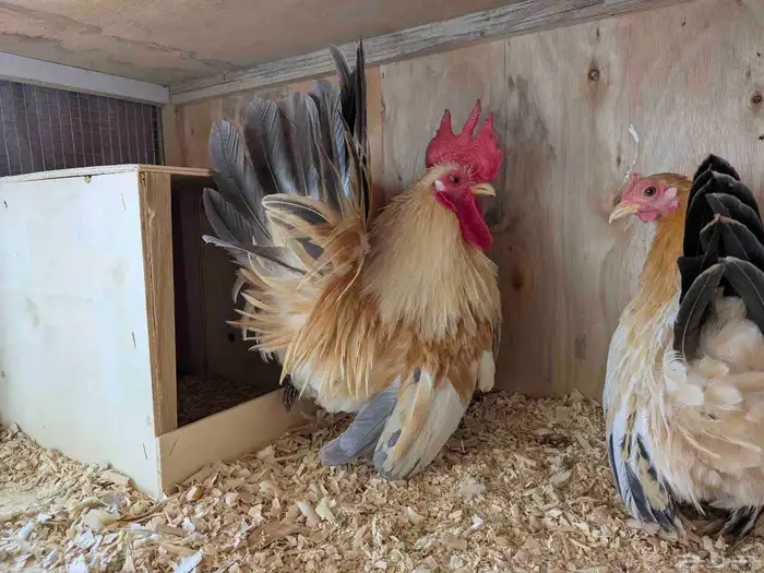 دجاج جبنيز الزاحف مستوى رائع جدا 2