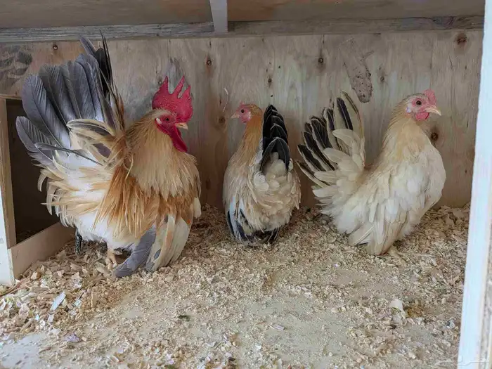 دجاج جبنيز الزاحف مستوى رائع جدا 0