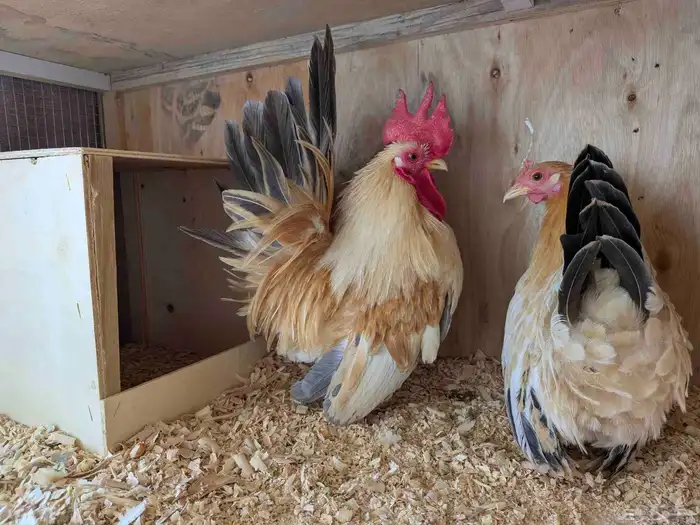 دجاج جبنيز الزاحف مستوى رائع جدا 3