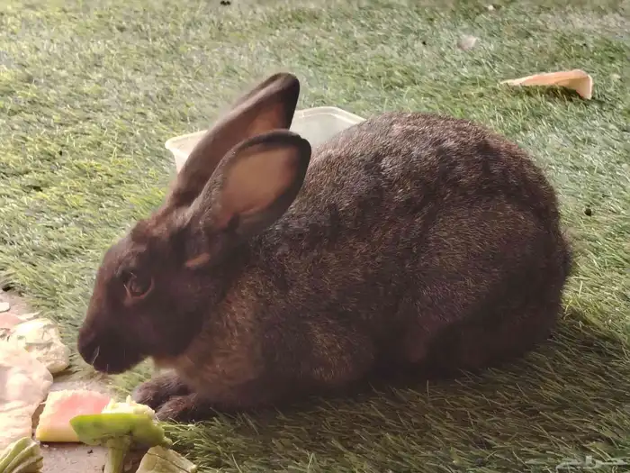 للبيع 2 ارانب الخبر مدينة العمال 2