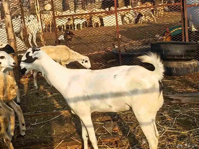 عنز بيشيه فاخر 1