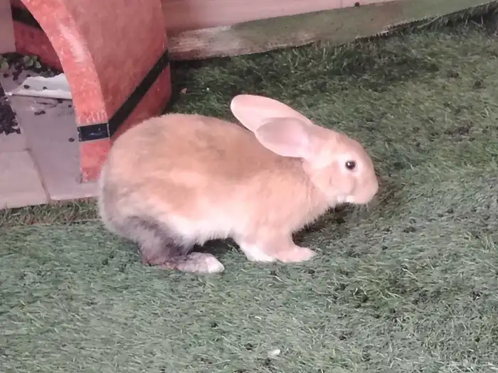 للبيع 2 ارانب الخبر مدينة العمال 1