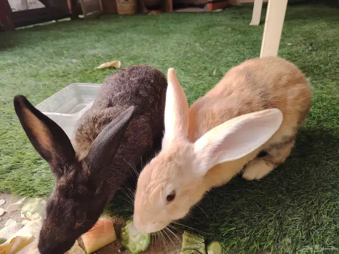 للبيع 2 ارانب الخبر مدينة العمال 0