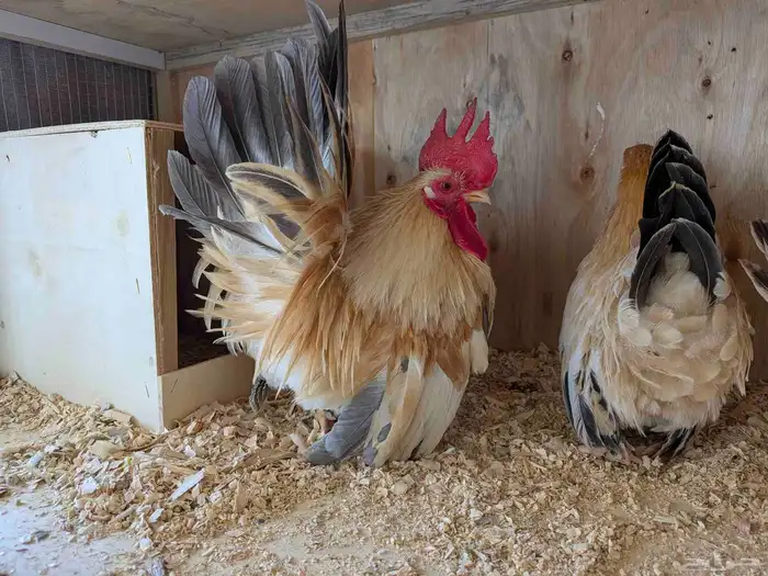 دجاج جبنيز الزاحف مستوى رائع جدا 1