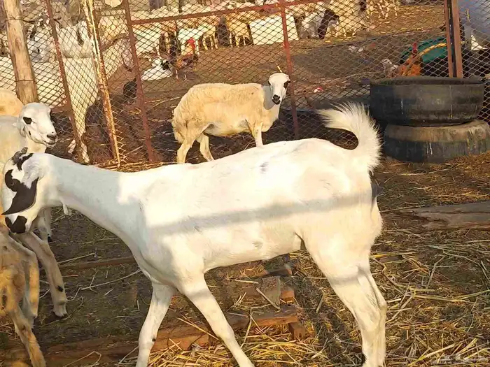 عنز بيشيه فاخر 2