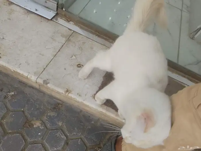 قط  للبيع علا السوم 5