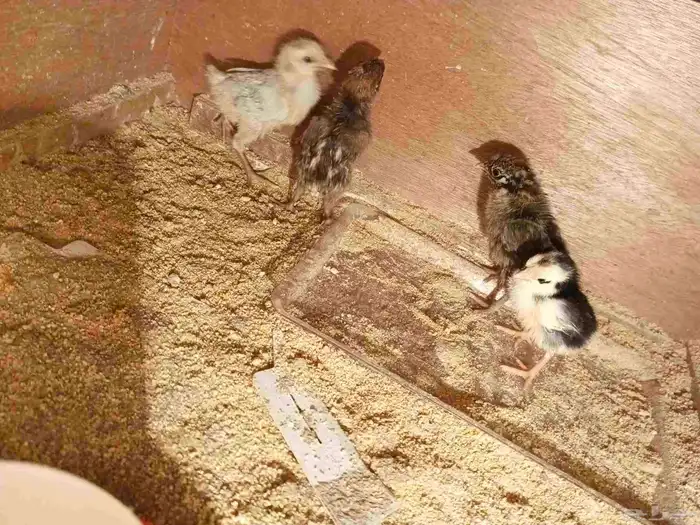 صوص بلدي عمر 10 ايام و 13 يوم 1