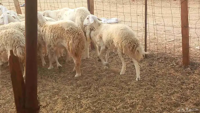أعرض لكم غنم رخال ماشاء الله العدد 13بي الفحل طيبه كلها تناي 0