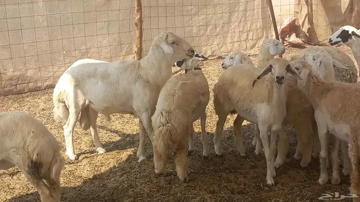 أعرض لكم غنم رخال ماشاء الله العدد 13بي الفحل طيبه كلها تناي 5