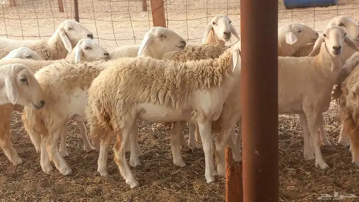 أعرض لكم غنم رخال ماشاء الله العدد 13بي الفحل طيبه كلها تناي 3