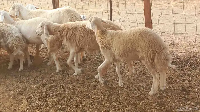 أعرض لكم غنم رخال ماشاء الله العدد 13بي الفحل طيبه كلها تناي 1