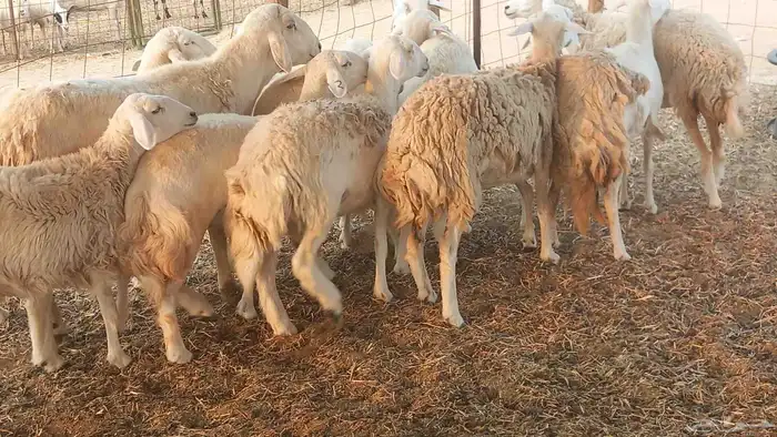 أعرض لكم غنم رخال ماشاء الله العدد 13بي الفحل طيبه كلها تناي 4