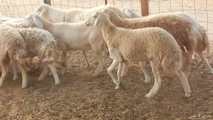 أعرض لكم غنم رخال ماشاء الله العدد 13بي الفحل طيبه كلها تناي 2