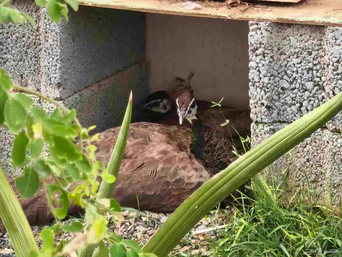 عرض ملك الطيور 4