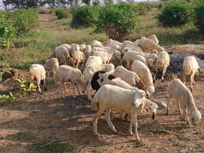 رخال بلدي الصحه طيبه 6