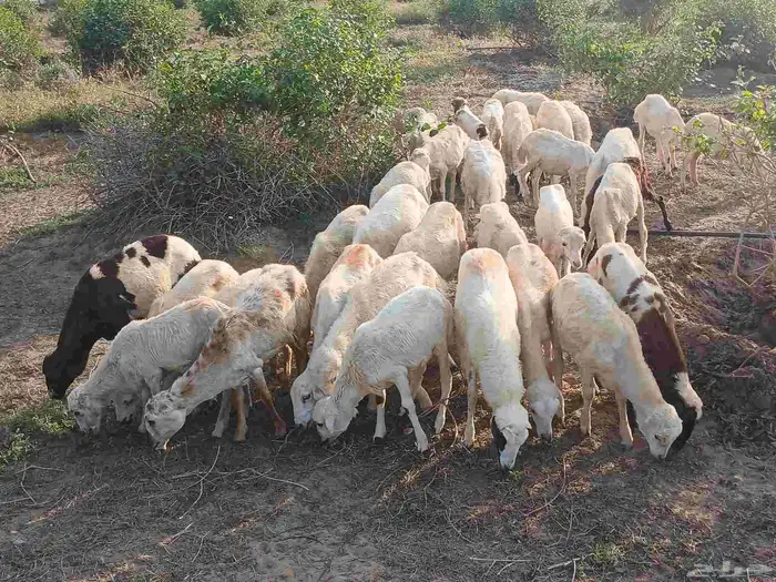 رخال بلدي الصحه طيبه 1