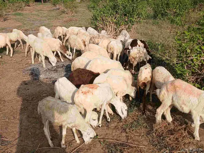 رخال بلدي الصحه طيبه 3