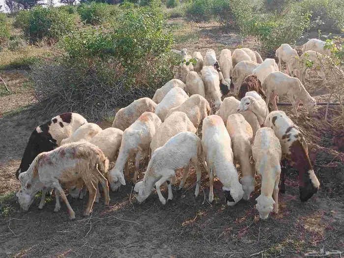 رخال بلدي الصحه طيبه 9