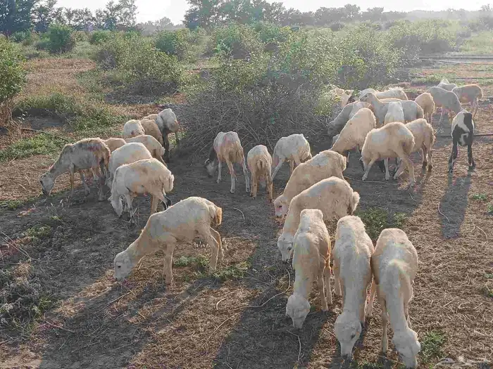 رخال بلدي الصحه طيبه 5