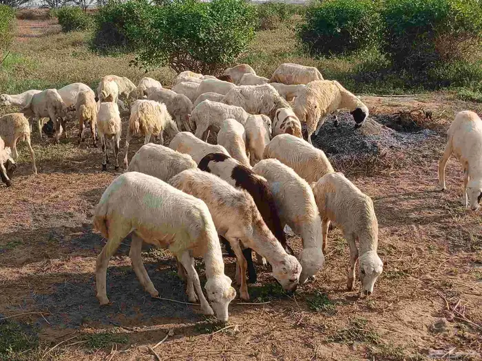 رخال بلدي الصحه طيبه 0