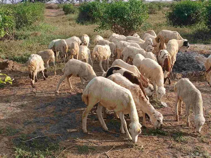 رخال بلدي الصحه طيبه 8