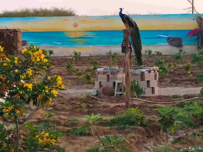 عرض ملك الطيور 7