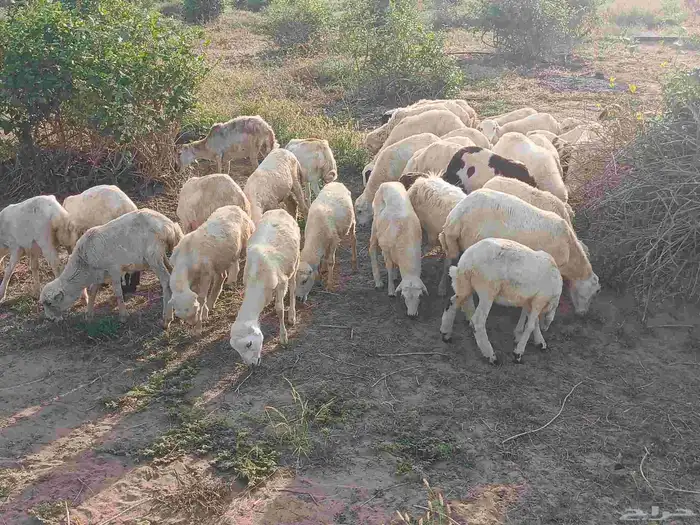 رخال بلدي الصحه طيبه 4