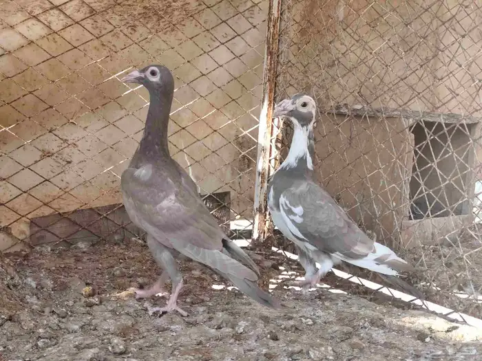 زوج كارير طبة 4