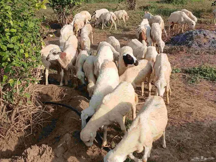 رخال بلدي الصحه طيبه 7