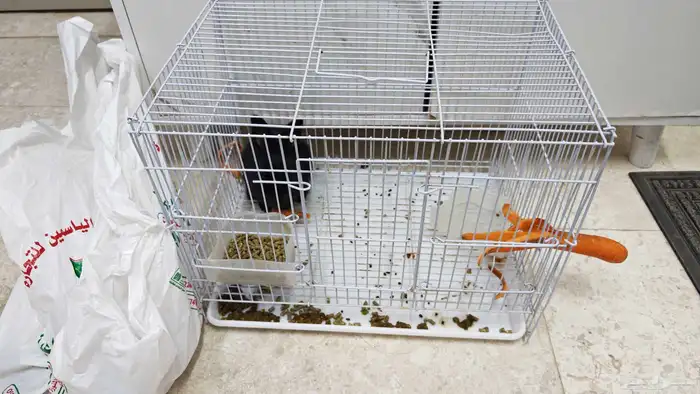 للبيع ارنب اسود صغير مع قفص وعلف 0