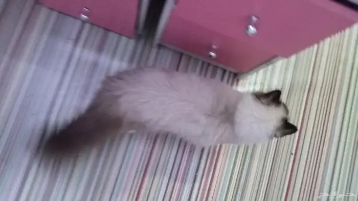 لتبني لوجه الله قطوه هملايا ذكر مهجن صحه 100 توه بلغ يبغا يت 11