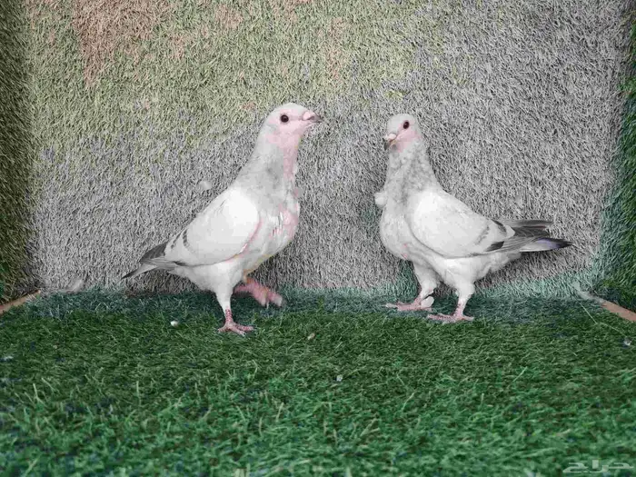 زاجل فاتح ايس 1